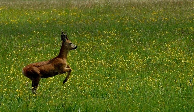 Sarna (Capreolus capreolus)