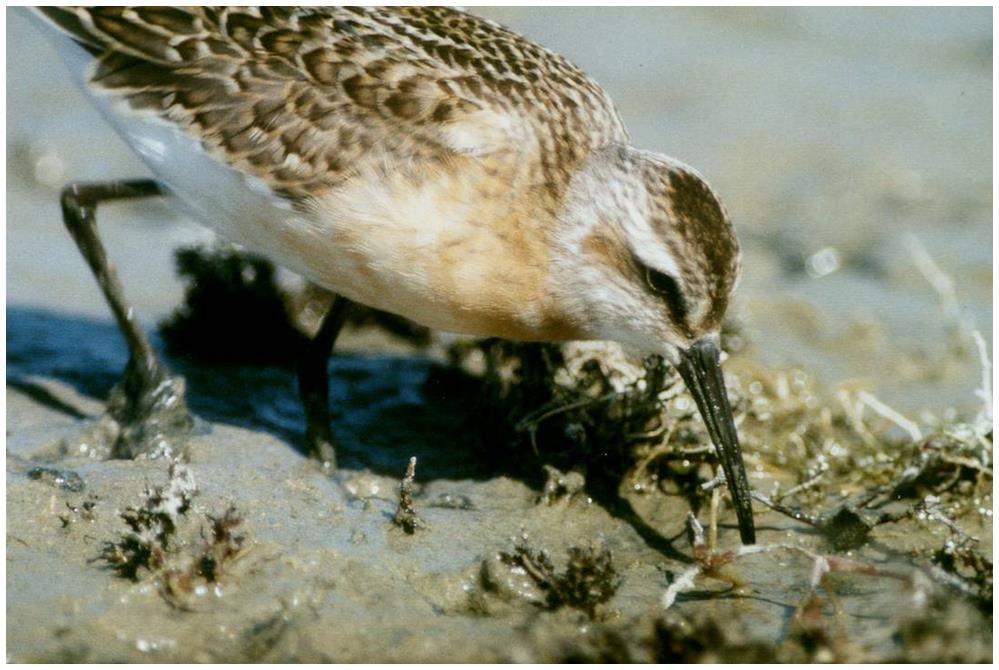 (Calidris ferruginea)