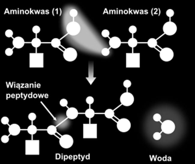 Szczególne grupy cząstek Grupa aminowa (NH 2 ) właściwości zasadowe Gdy cząsteczka zawiera obie te grupy to mamy AMINOKWAS R (łańcuch boczny) - to może być jeden atom, ale też długa struktura