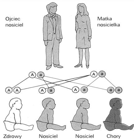 b) Ustal, jaki genotyp musi mieć Ania, jeżeli jej synowie są daltonistami (ich ojcem jest mężczyzna prawidłowo rozróżniający barwy). Odpowiedź uzasadnij.......... Zadanie 7. (2 pkt).