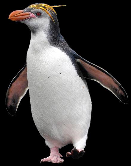 podwodny lot; tylko na południu pingwin Anthropornis 35 mln lat pingwin
