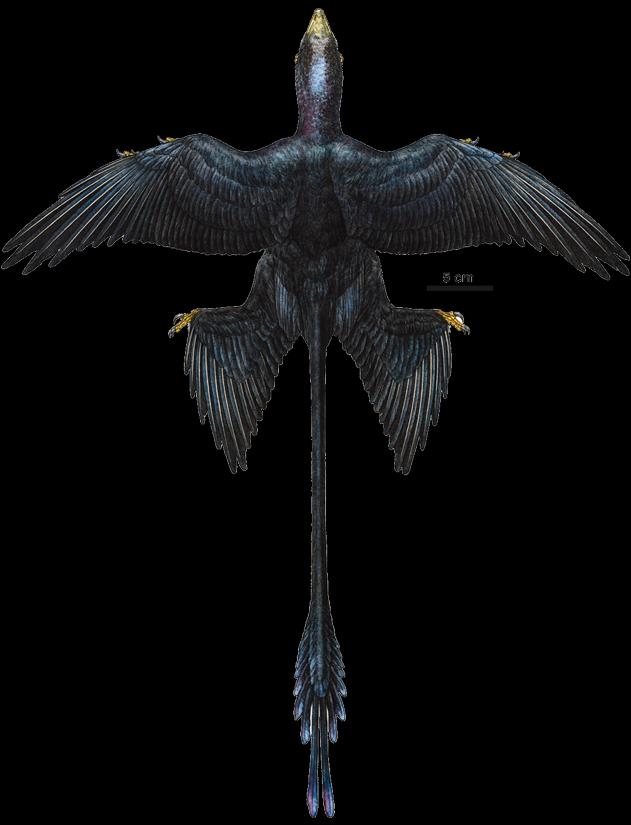 INŻYNIERIA lotu koncepcja Tetrapteryx Beebe 1915 * środek ciężkości i powierzchni