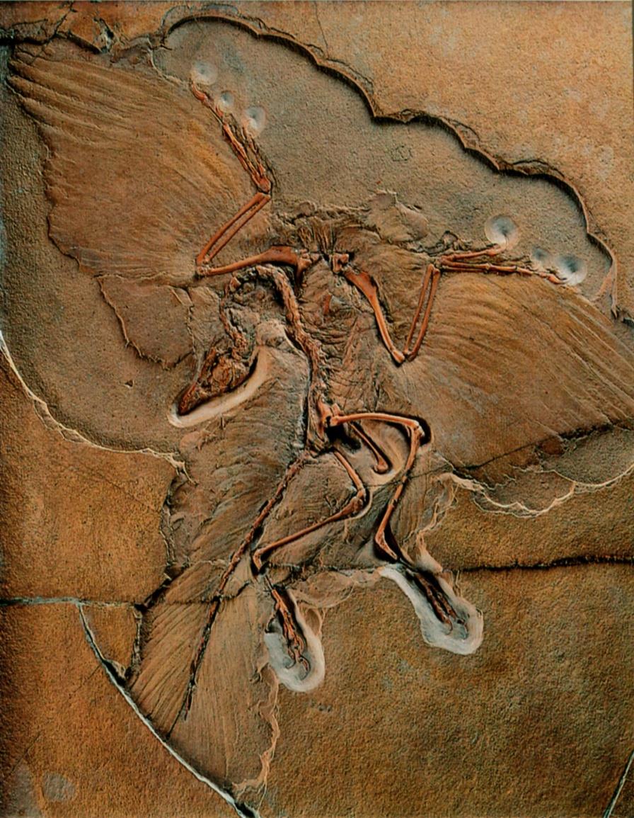 ARCHAEOPTERYX praptak jurajski uzębione szczęki jaszczurczy ogon pazury na