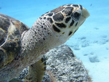 COBA - AKUMAL SNORKELING Z ŻÓŁWIAMI NA RAFIE KORALOWEJ Wycieczka do ukrytego w sercu jukatańskiej dżungli jednego z największych ośrodków Majów - Coba.