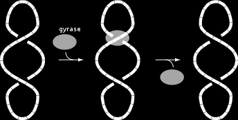 Gyraza DNA Gyraza DNA jest to enzym występujący u Procaryota, należący do topoizomeraz typu II.