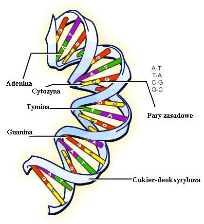 Budowa DNA W DNA dwie nici nukleotydowe owijają się wokół siebie, tworząc podwójną helisę strukturę przypominającą kształtem