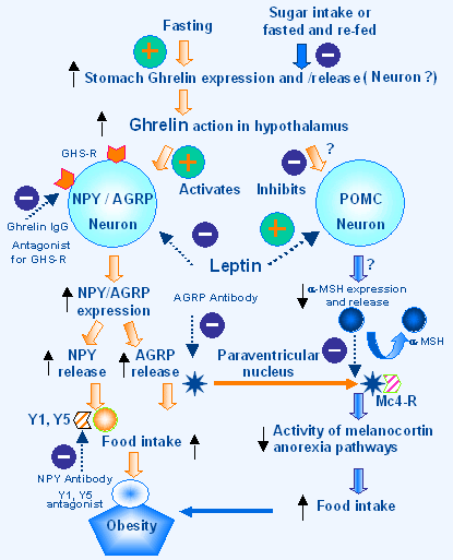 Grelina działa w podwzgórzu na neurony NPY/AgRP i