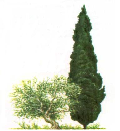 B. Wpisz nazwy roślin przedstawione na ilustracji. 1. 1... 2.. 2... Zadanie 28. [ 0 1 ] W przeszłości lasy cedrowe bujnie porastały obszary basenu Morza Śródziemnego.