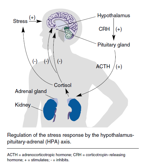 Stres w ujęciu fizjologicznym Podwzgórze Hormon uwalniający kortykotropinę
