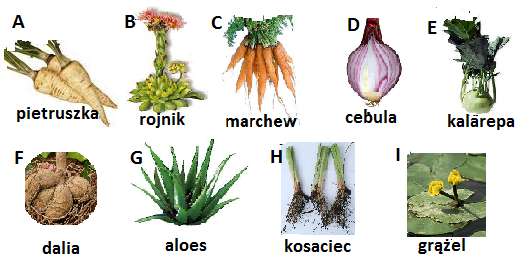 Zadanie 17 ( 0 3 pkt ) Ilustracje poniżej to przykłady roślin, w których organach są magazynowane substancje zapasowe lub woda. Przyporządkuj podane rośliny do właściwych im organów spichrzowych.