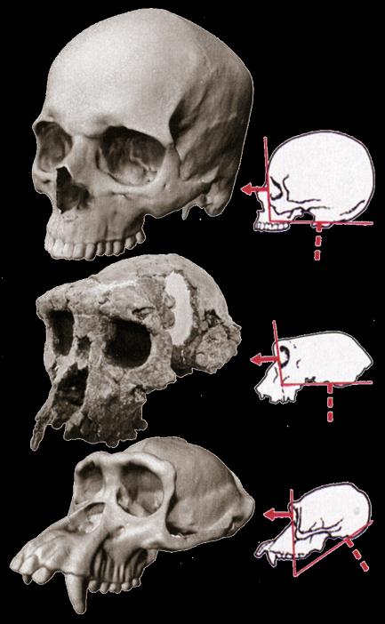 Gibbons (2009) DWUNOŻNOŚĆ człowieka Ardipithecus 4,6 Ma Homo Sahelanthropus 5 Ma Pan tropy z Laetoli 3,8 Ma Australopithecus