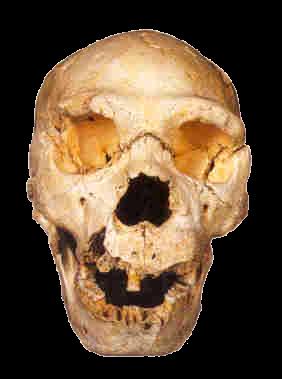 PITEKANTROP zasiedlanie Europy Neanderthal Taubach Ochtendung Ehringsdorf Steinheim Sima de Los Huesos 0,35 Ma Bilzingsleben jaskinie w przekopie kolejowym przez Sierra de Atapuerca