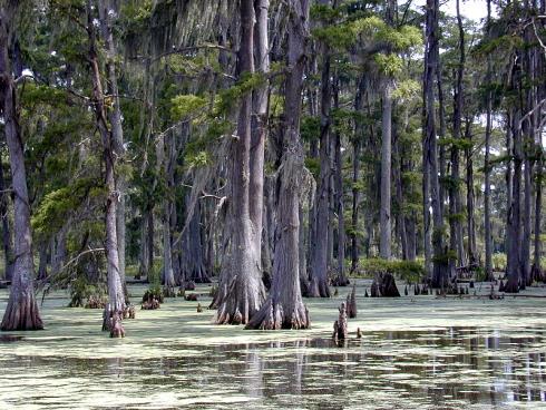 BAGNA burowęglowe Taxodium akumulacja materii organicznej na równinach zalewowych z Taxodium Taxodium Glyptostrobus Cunninghamia