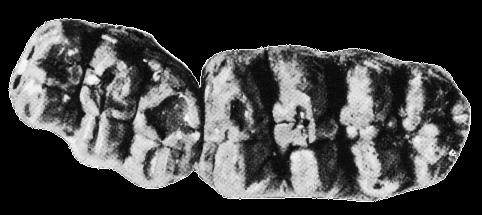 stopniu zaawansowania słoń Gomphotherium angustidens