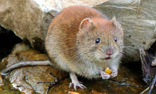 DATOWANIE ewolucyjne Mimomys Arvicolidae zapis ewolucji trawożernyche gryzoni o złożonej budowie trzonowców Chalin & Laurin (1986) pozwala