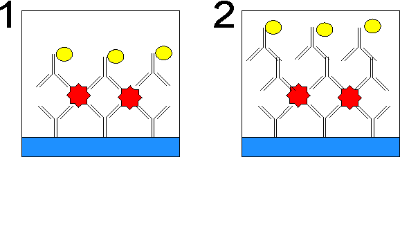 Test kanapkowy ELISA W teście kanapkowym pośrednim do detekcji antygenu stosuje się dwa rodzaje przeciwciał: I-rzędowe