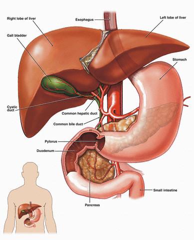 HEMATOGENNA Ogniska infekcyjne Infekcja ognisk martwiczych JELITO