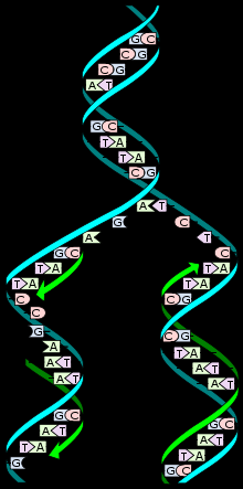 Budowa DNA Struktura chemiczna DNA B-DNA Budowa od 5 do