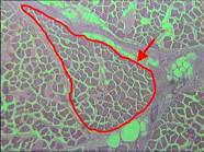 ANALIZY HISTOLOGICZNE Analizę histologiczną preparatów w przeprowadza się przy pomocy