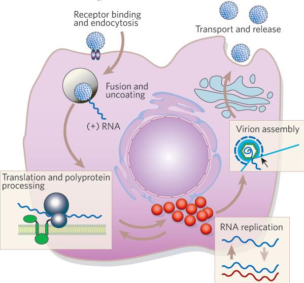 składowe schematu terapii 3D firmy AbbVie Wiązanie receptora i endocytoza Fuzja i odpłaszczenie Transport i uwalnianie NS5A OBV ombitaswir Składanie wirionów Translacja i przetwarzanie poliprotein