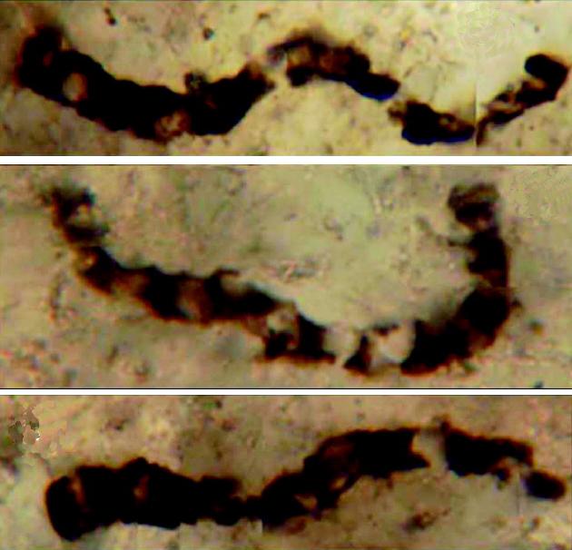 PSEUDOFOSYLIA archaiku Schopf (2006) Marshall et al.