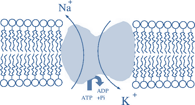 kosztem jednej cząsteczki ATP