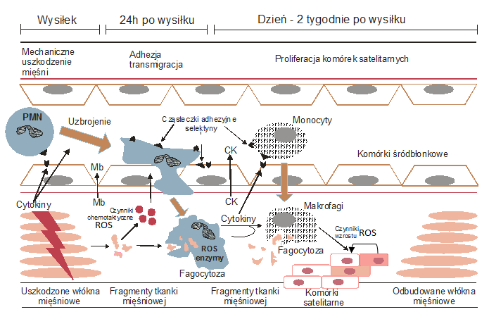 SCHEMAT ODPOWIEDZI ZAPALNEJ I