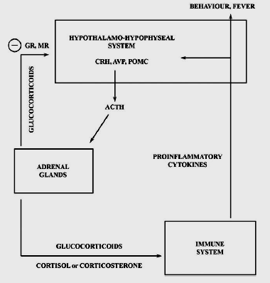 Neuroendokrynowa regulacja odpowiedzi