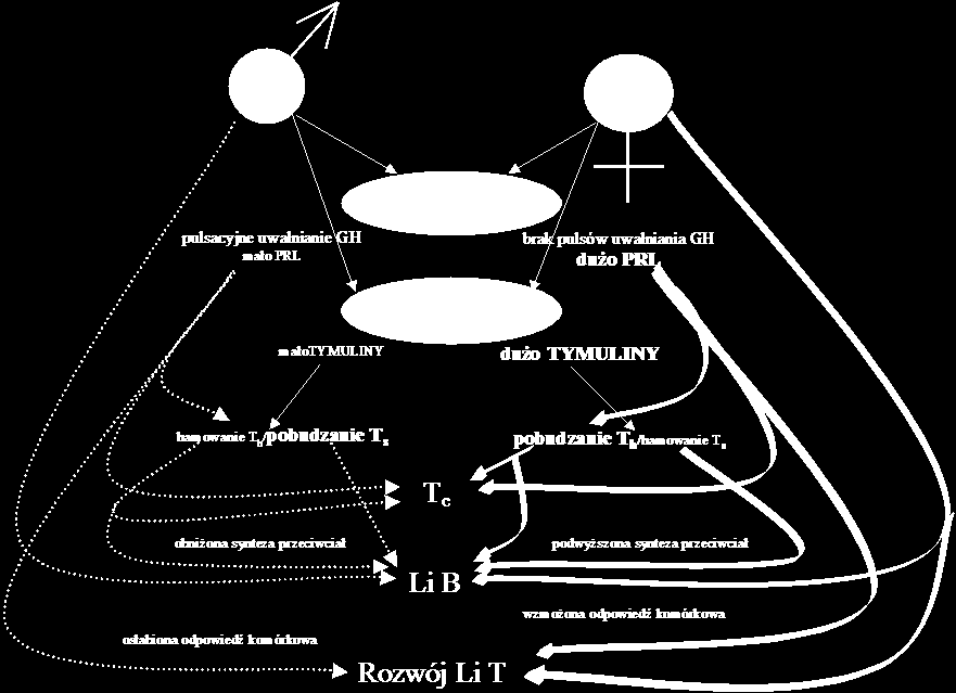 Dymorfizm płciowy