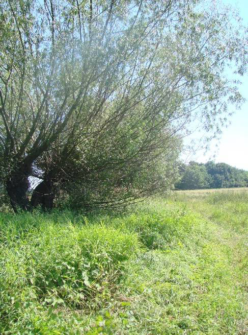 Widok na pola uprawne i zarośla na trasie inwestycji. Widok na zarośla i pola uprawne.