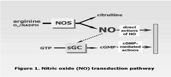 NSTEMI(ang.