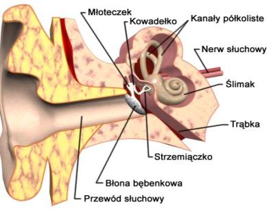 Funkcję mowy posiadały prawdopodobnie nawet najdawniejsze humanoidy około 3,5 milina lat temu Wzajemne położenie (na płaszczyźnie