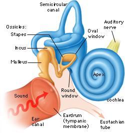 Ucho środkowe - kwintesencja części mechanicznej systemu słuchowego Ucho środkowe przestrzenna rekonstrukcja Łańcuch kosteczek słuchowych Widok wnętrza jamy bębenkowej Rola ucha środkowego sprowadza