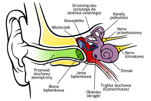 Ucho narząd słuchu występujący jedynie u kręgowców. Najbardziej złożone i rozwinięte uszy występują u ssaków.