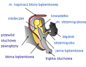 włosków rozprowadzających woskowinę. Na jego końcu znajduje się błona bębenkowa. I.2. Ucho środkowe. Niewielka przestrzeń w czaszce wypełniona powietrzem, wchodząca w skład ucha.