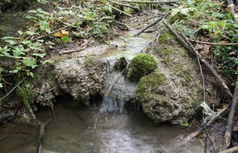 leśne 14 typów (pozostały 4 typy z DS do monitoringu 2013r) nieleśne 46 typów: wydmy,