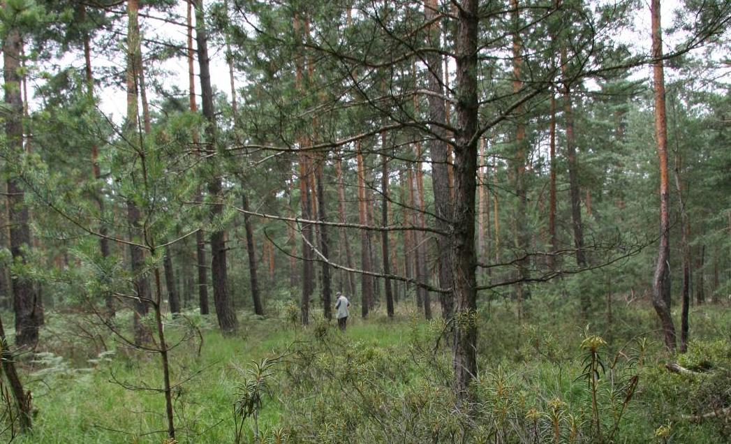 Gatunki charakterystyczne Gatunki Wskaźniki - 91DO bory bagienne Gatunki dominujące Inwazyjne gatunki obce w runie Gatunki obce geograficznie w drzewostanie Gatunki obce ekologicznie w drzewostanie