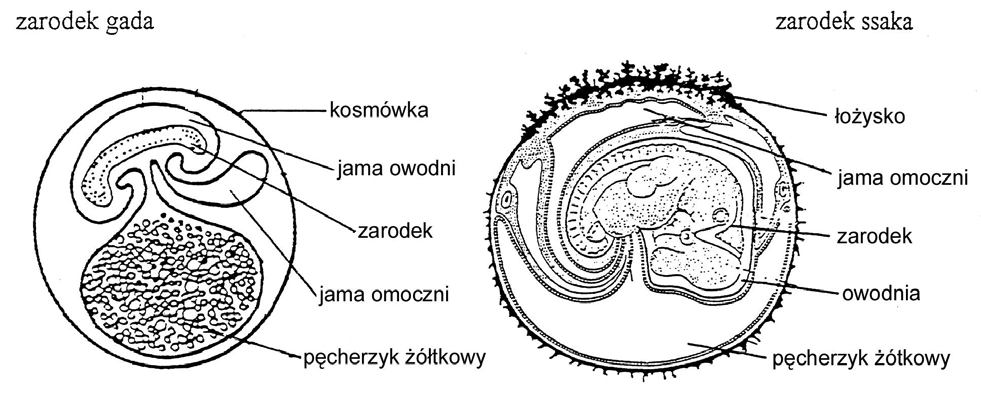 Zadanie 42. (2pkt) Schemat przedstawia zarodki gada i ssaka. Wyjaśnij zależność między formą rozrodu a rolą omoczni w rozwoju zarodkowym gadów i ssaków. Zadanie 43.