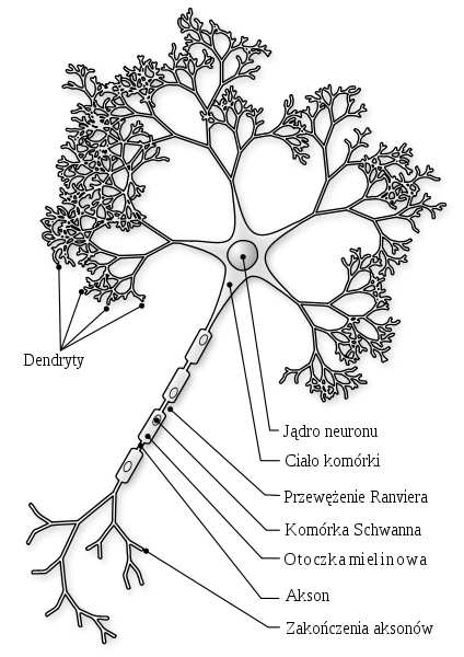 Rysunek 1: Komórka nerwowa komputer mózg Jednostkiobliczeniowe 1CPU 10 11 neuronów Pojemność 10 9 bram, 10 10 dyski 10 11 neuronów, 10 14 synaps Czas1cyklu 10 8 s 10 3 s Przepustowość 10 9 b/s 10 14