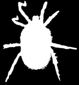 CHELICERATA ROZTOCZE ssące Acarida wodopójka Hydrachna aksamitne Trombidium