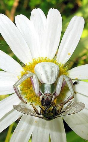 CHELICERATA PAJĘCZA przędza Araneida reliktowy Liphistius kądziołki ewolucja kądziołków odziedziczyły odwłokowe płuca odwłokowe kądziołki przędne podobne do odnóży chelicerae
