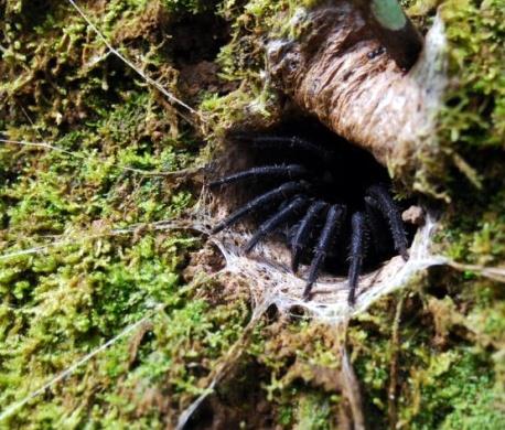 CHELICERATA PAJĄKI ewolucja pajęczyny Araneida Linyphia Linyphidae krzyżak Araneus