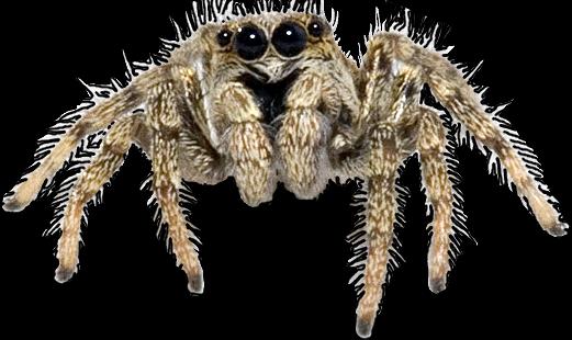 CHELICERATA SKAKUNY zachowanie Araneida Salticidae mięśnie ustawiające ommatidium skakun Salticus pole stereo trójwymiarowy obraz przetwarzany w
