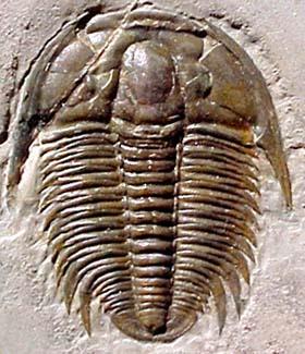 TRILOBITA CZUŁKI węchowe miękkociały trylobit Naraoia 530 mln lat trylobit Koninckina 410 mln lat odnóża 1.