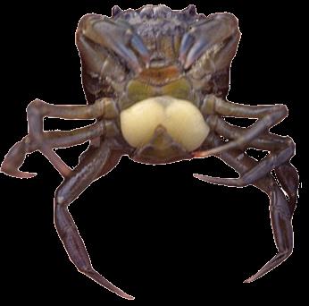 dziś ENTOMOSTRACA PĄKLE dzieje carapaxu Cirripedia ewolucja Chthamalus