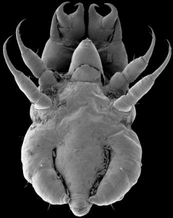 ARTHROPODA TAGMY odnóża głowowe exopodit oddechowy endopodit kroczny odnóża