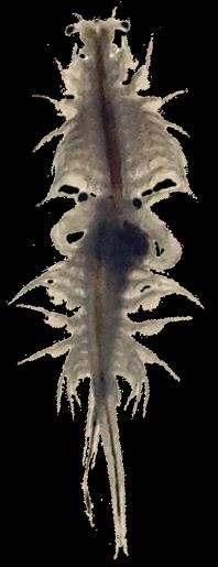 ENTOMOSTRACA REWERSJA ewolucji pancerza Notostraca & Anostraca przekopnica Triops samica Branchinecta samiec Lepidocaris 380 mln lat Ant II Artemia