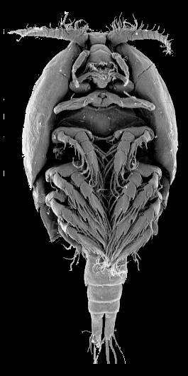 ENTOMOSTRACA ZMIANA funkcji czułków Copepoda Ant I pasożytnicze Dirivultidae