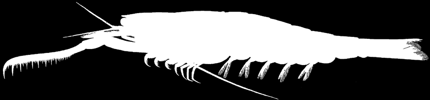 CRUSTACEA PIERWOTNIE pelagiczne Malacostraca krill Euphausia głębinowy mysid Gnathophausia