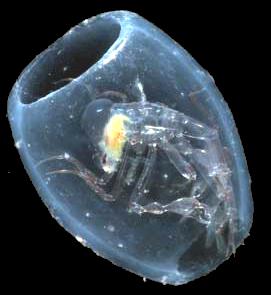 segmentem tułowia równonogi Isopoda: końcowa część odwłoka powiększona obunogi Amphipoda: trzy pary odnóży